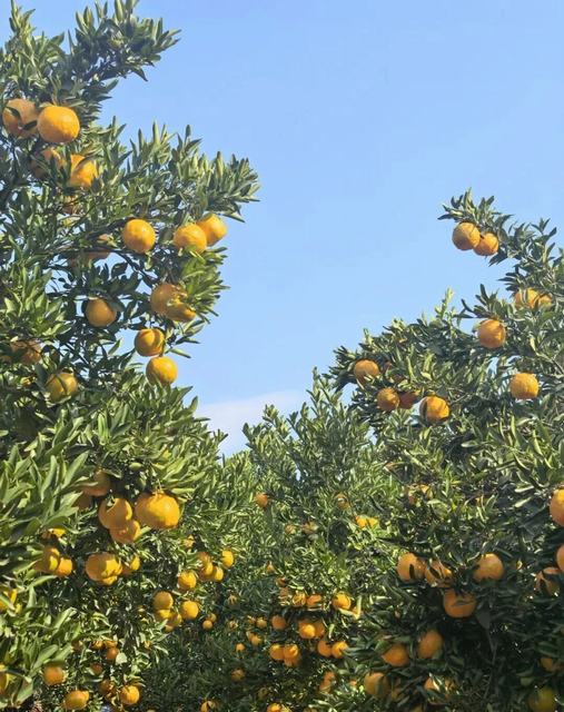 首页|5001拉斯维加斯集团官方网站