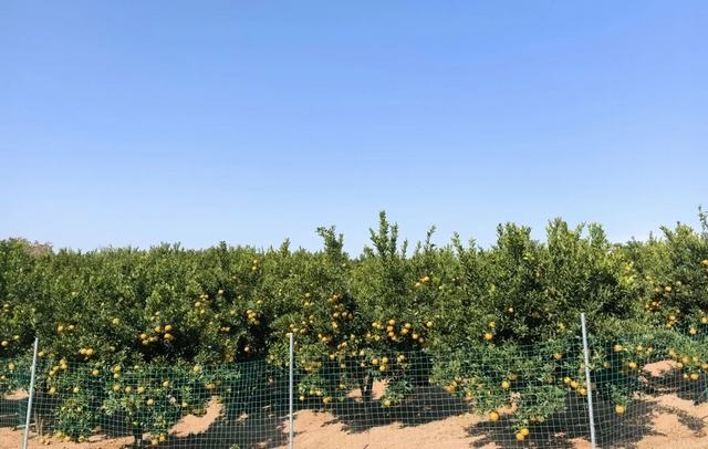 首页|5001拉斯维加斯集团官方网站